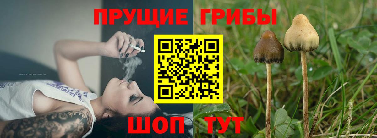 Галлюциногенные грибы Psilocybine cubensis Нижнеудинск