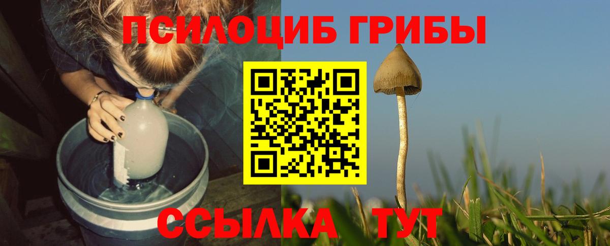 Псилоцибиновые грибы мицелий  где купить наркотик  Нижнеудинск  Вход с VPN 